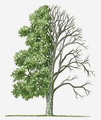 Illustration showing shape of deciduous Acer davidii (Pere David's Maple) tree with green summer foliage and bare winter branches