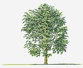 Illustration of Durio zibethinus (Durian) evergreen tree