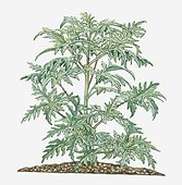 Illustration of Ambrosia artemisiifolia (Common Ragweed) bearing fern-like green leaves on long branching stems