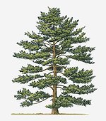 Illustration of Pinus parviflora (Japanese White Pine) evergreen tree