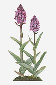 Illustration of Dactylorhiza Praetermissa (Southern Marsh Orchid) with pink flowers borne atop stem in dense spike above green leaves