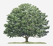 Illustration of Palaquium (Gutta-percha) evergreen tree