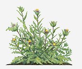 Illustration of Cnicus benedictus (St. Benedict's Thistle, Holy Thistle) bearing yellow flowerheads and green leaves on long stems