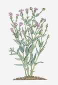 Illustration of Vaccaria Hispanica (Cowherb, Cowcockle) bearing dark pink flowers and buds on tall stems with green leaves