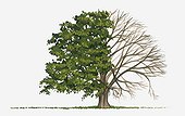 Illustration showing shape of deciduous Carpinus betulus (European or Common Hornbeam) tree with green summer foliage and bare winter branches