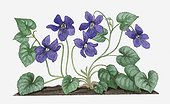 Illustration of Viola odorata (Sweet Violet) bearing dark violet flowers on longs stems with evergreen leaves