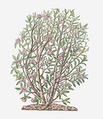Illustration of Daphne bholua (Nepali Paper Plant) semi-evergreen shrub with pink flowers