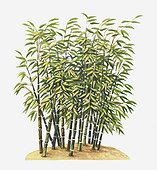 Illustration of Phyllostachys nigra (Black Bamboo) with black canes bearing evergreen leaves