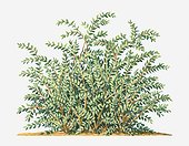 Illustration of Forsythia suspensa (Golden Bell) shrub