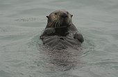 Prince William Sound. Alaska.. sea otter (Enhydra lutris) Prince William Sound, Alaska