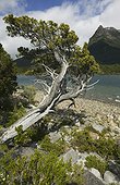 Lago Futalaufquen, Los Alerces National Park, nr Esquel, Patagonia, Argentina.. A gnarled lakeside conifer in Los Alerces National Park, Patagonia.