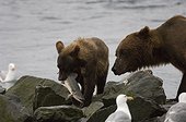 Valdez, Alaska.. Alaskan brown bear (Ursus arctos)