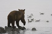 Prince William Sound, Alaska.. Alaskan brown bear (Ursus arctos)