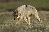 Denali National Park, Alaska.. gray wolf (Canis lupus)