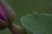 Slana, Alaska.. aphid on wild rose, Alaska