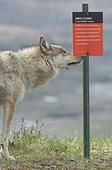 Denali National Park, Alaska. gray wolf (Canis lupus)