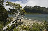 Lago Futalaufquen, Los Alerces National Park, nr Esquel, Patagonia, Argentina.. A gnarled lakeside conifer in Los Alerces National Park, Patagonia.