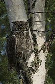 Cheena River, Alaska.. great horned owl (Bubo virginianus) Alaska