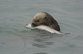 Prince William Sound, Alaska.. sea otter (Enhydra lutris) feeds on pink salmon