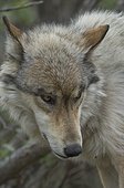 Denali National Park, Alaska. gray wolf (Canis lupus)
