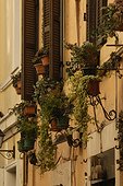 Rome, Italy.. Flower pots sit on a wall.