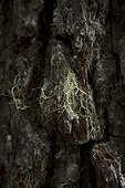 Seattle, Washington.. Moss grown on tree bark near Mt. Rainier.