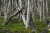 Dead Southern Beech trees along the shore of Lago Escondido, near Ushuaia, Tierra del Fuego, Argentina.. Dead beech trees along the shore of Lago Escondido, Tierra del Fuego.