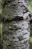 Mt. Rainier, Washington.. Close up of white birch tree bark.