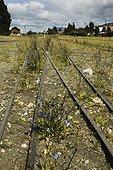 La Trochita railway tracks at La Maiten, near Esquel, Chubut province, Patagonia, Argentina.. La Trochita old steam railway at La Maiten, Patagonia, Argentina.