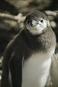 At Punta Tombo, a headland near Trelew, Patagonia, Argentina.. A Magellanic Penguin chick, Spheniscus magellanicus, near its burrow.