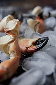 New York, NY.. Stone crab claws on ice.