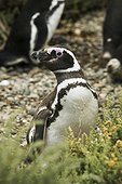 On Isla Chaffers, in the Ria Deseado, near Puerto Deseado, Patagonia, Argentina.. A Magellanic penguin, Spheniscus magellanicus, in a Patagonian colony.