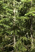 Mt. Rainier, Washington. Mt. Rainier, Washington.. Pine trees. Close up of white birch tree bark.