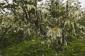 In countryside near Rio Grande, Tierra del Fuego, Patagonia, Argentina.. Southern Beech, Nothofagus species, trees draped with lichens.