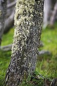 A dead Southern Beech tree close to the shore of Lago Escondido, near Ushuaia, Tierra del Fuego, Argentina.. The lichen-covered bark of a southern beech tree, Tierra del Fuego.