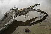 A dead Southern Beech tree along the shore of Lago Escondido, near Ushuaia, Tierra del Fuego, Argentina.. A dead beech tree in the shallows of Lago Escondido, Tierra del Fuego.