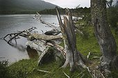 Dead Southern Beech trees along the shore of Lago Escondido, near Ushuaia, Tierra del Fuego, Argentina.. Dead beech trees along the shore of Lago Escondido, Tierra del Fuego.