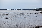 Spruce Head Island, Maine, United States of America.. At low tide a man digs for crabs in the distance.
