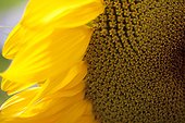 Rockland, Maine, United States of America.. A close up view of a large sunflower in a garden.
