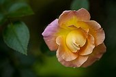 Rockland, Maine, United States of America.. A pink and yellow rose grows in a garden.