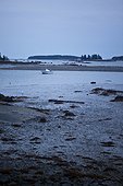 Spruce Head Island, Maine, United States of America.. A lone sailboat floats in a harbor at low tide on the Maine coast.