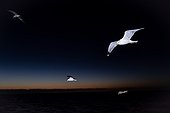 Yellow-footed gulls, Larus livens, in fight at night over San Ignacio Lagoon.. San Ignacio Lagoon, Baja Peninsula, Mexico.