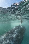 A person reaches toward a California gray whale, Eschrichtius robustus.. Baja California, Mexico.
