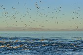 Long-beaked common dolphins, Delphinus capensis, and sea birds in a feeding frenzy.. Sea of Cortez, Baja California, Mexico.