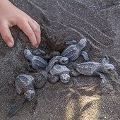 Ridley sea turtles hatching and making the dangerous trip from the beach to the ocean.. Ostianal Beach, Costa Rica.