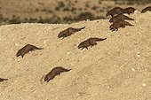 Somaliland, Somalia.. A pack of banded mongoose, Mungos mungo.