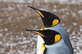 Volunteer Point, Falkland Islands. Portrait of two king penguins, Aptenodytes patagonica.