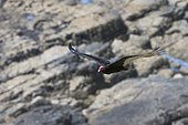 Cape Dolphin, Falkland Islands. A turkey vulture, Cathartes aura, in flight.