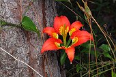 Florida, United States.. Pine lilies, lilium catesbaei, are common in pine scrub habitats.