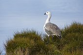 Pebble Island, Falkland Islands. A male upland goose, Chloephaga picta, on a lake shore.